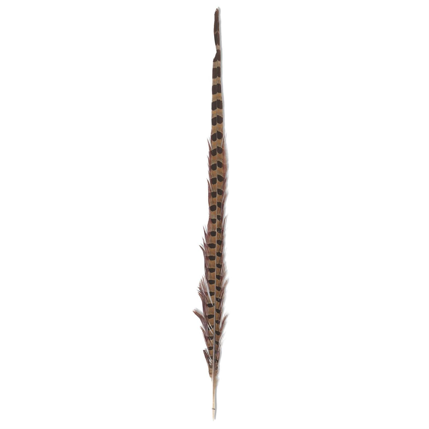 16-18 Inch Ring Neck Feather