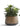 9 Inch Succulents in Pot