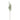 38 Inch Light Green Gunnii Eucalyptus Stem
