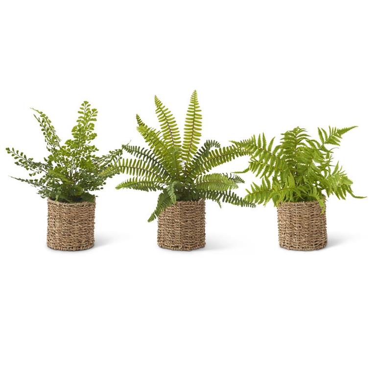 Ferns in Round Woven Basket