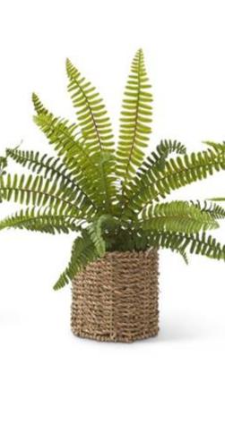 Ferns in Round Woven Basket