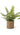 Ferns in Round Woven Basket