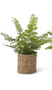 Ferns in Round Woven Basket