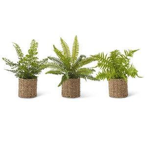 Ferns in Round Woven Basket