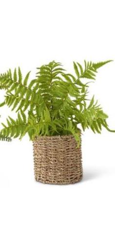 Ferns in Round Woven Basket