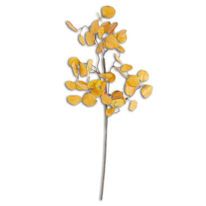 28 Inch Yellow Gumdrop Eucalyptus Stem