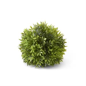 6 in Podocarpus Ball