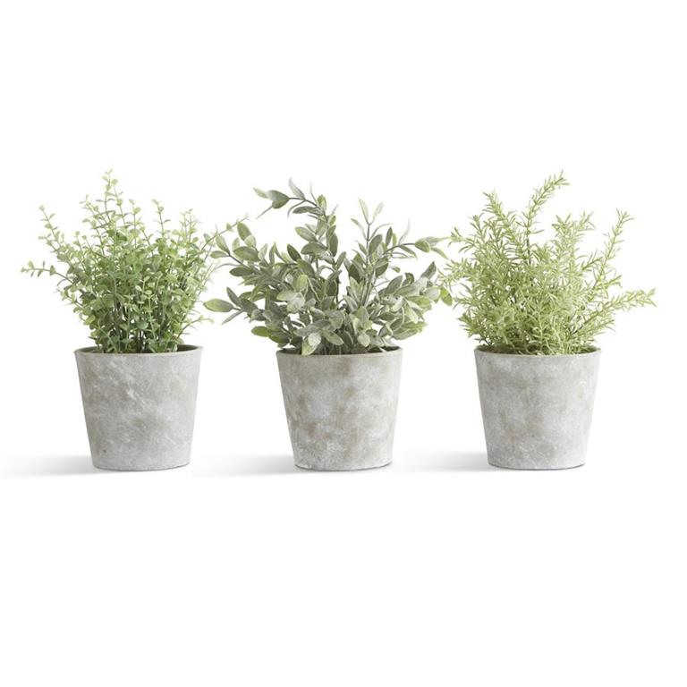 Assorted Cement Pot Herbs