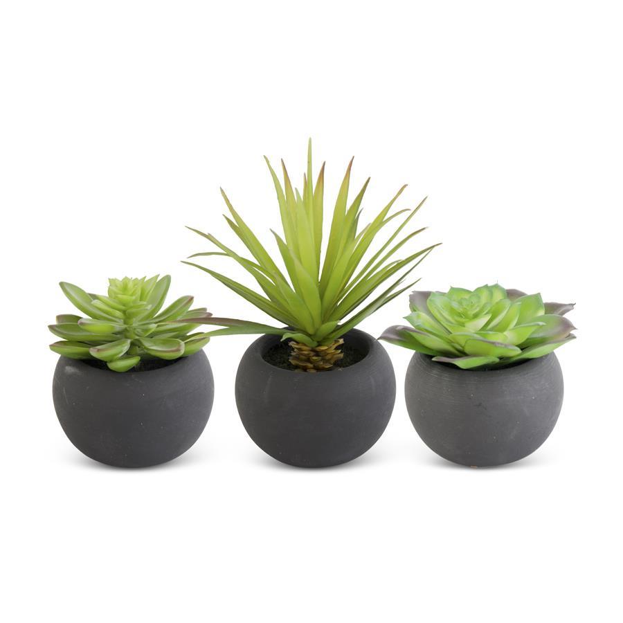 Assorted Succulents in Matte Black Pot