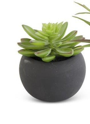 Assorted Succulents in Matte Black Pot