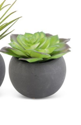 Assorted Succulents in Matte Black Pot