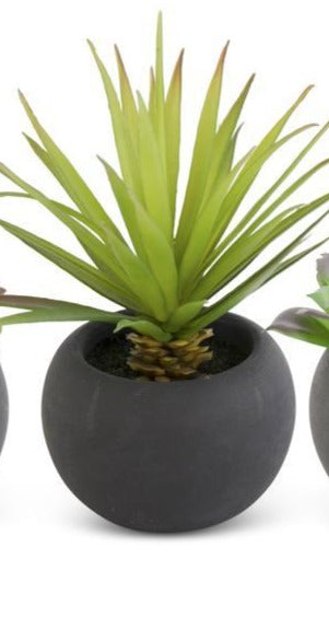 Assorted Succulents in Matte Black Pot