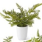 #1-14 in Fern White Ceramic Pot