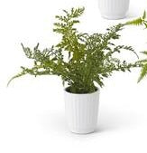 #2-14 in Fern White Ceramic Pot