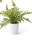 #3-14 in Fern White Ceramic Pot