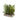 Assorted Potted Tall Pine Tree