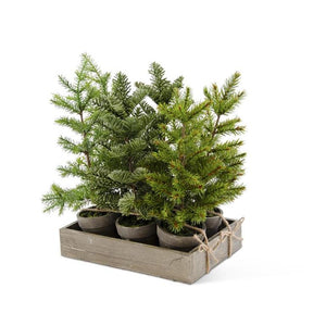 Assorted Potted Tall Pine Tree