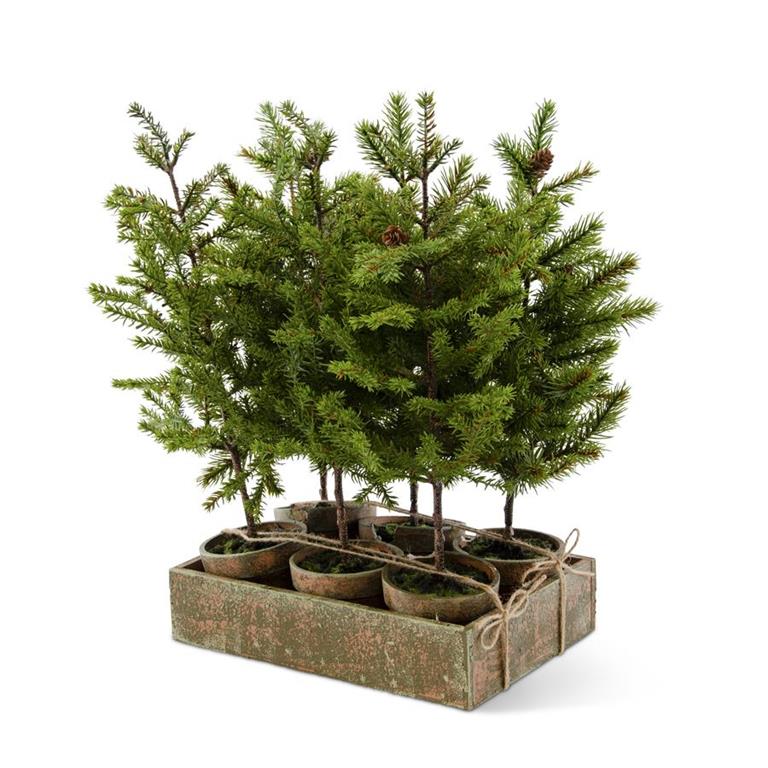 Assorted Potted Extra Tall Pine Tree