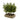 Assorted Potted Extra Tall Pine Tree